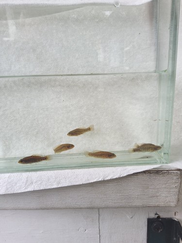 Banded pygmy sunfish - 6,