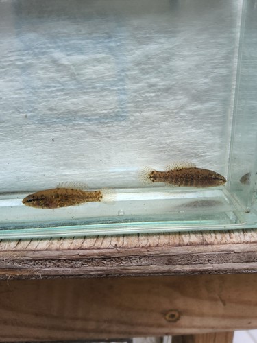 Banded pygmy sunfish pair - banded,