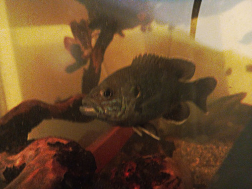 Green sun fish - sun, multiple